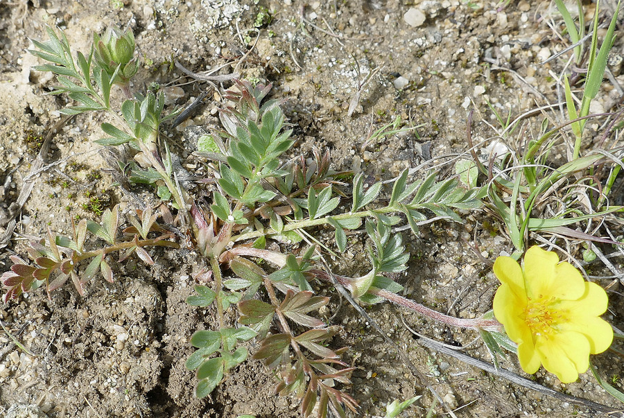 Potentilla hickmanii Potentilla hickmanii