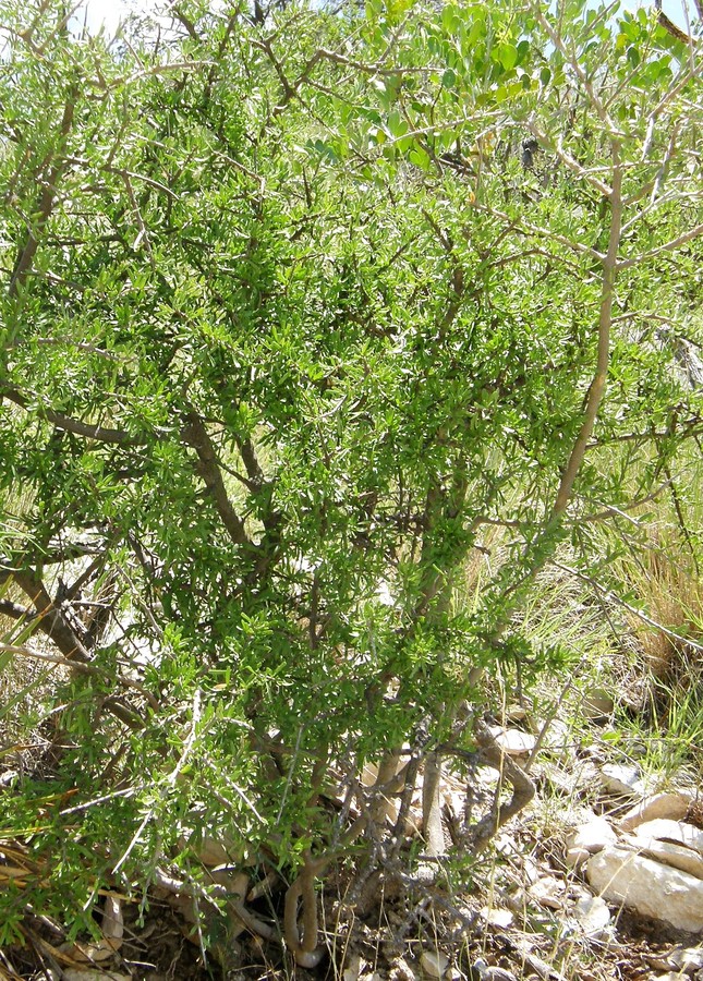 Forestiera angustifolia