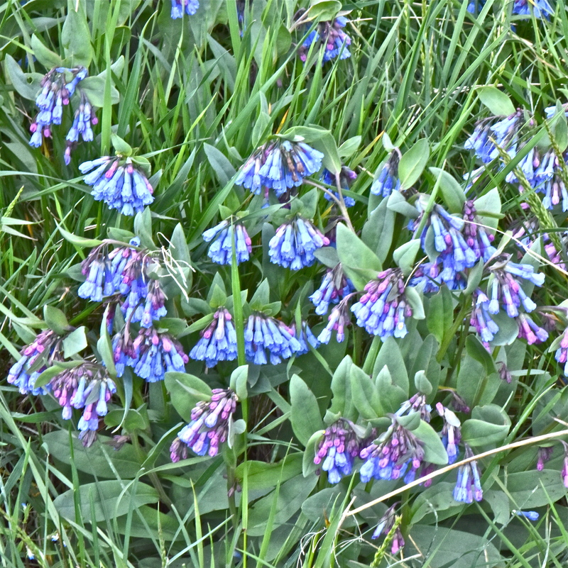 Mertensia oblongifolia var. nevadensis