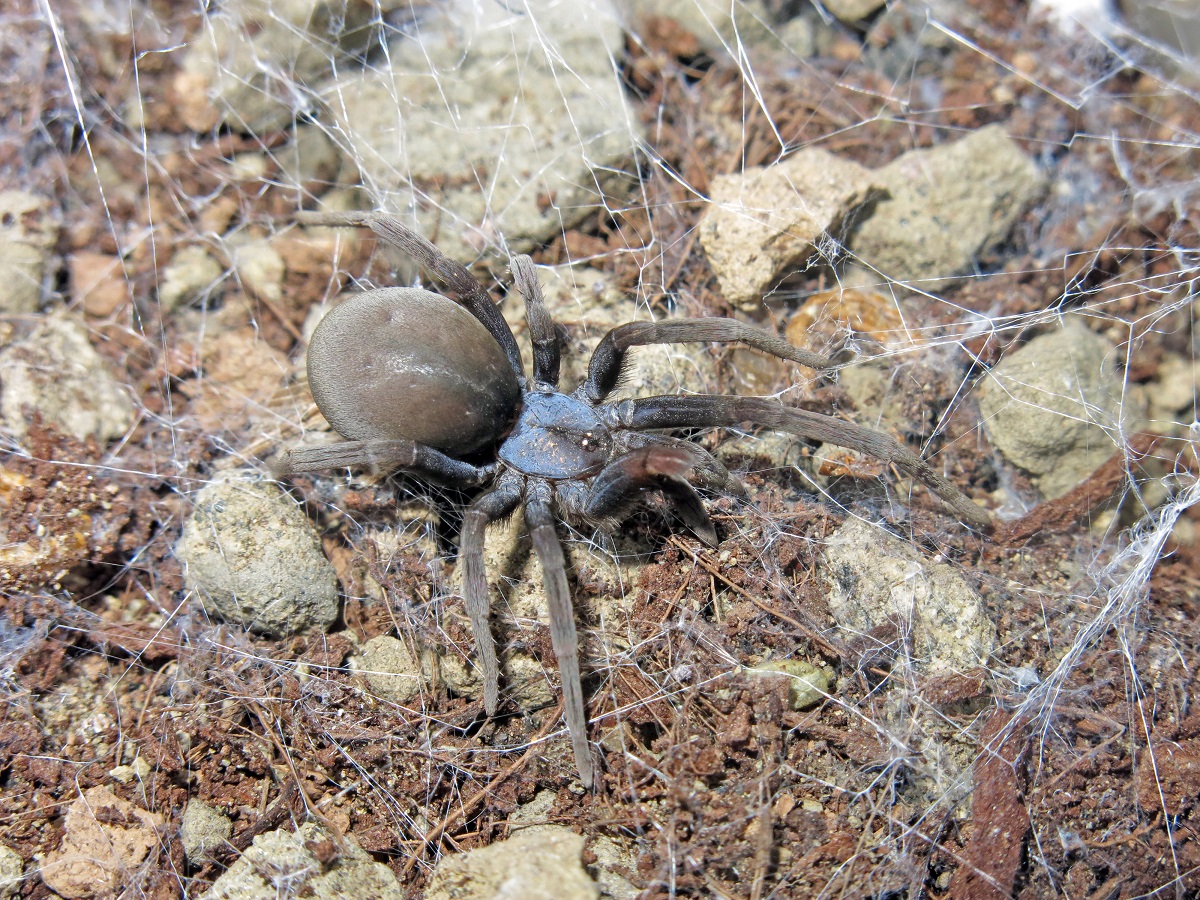 Sahastata amethystina