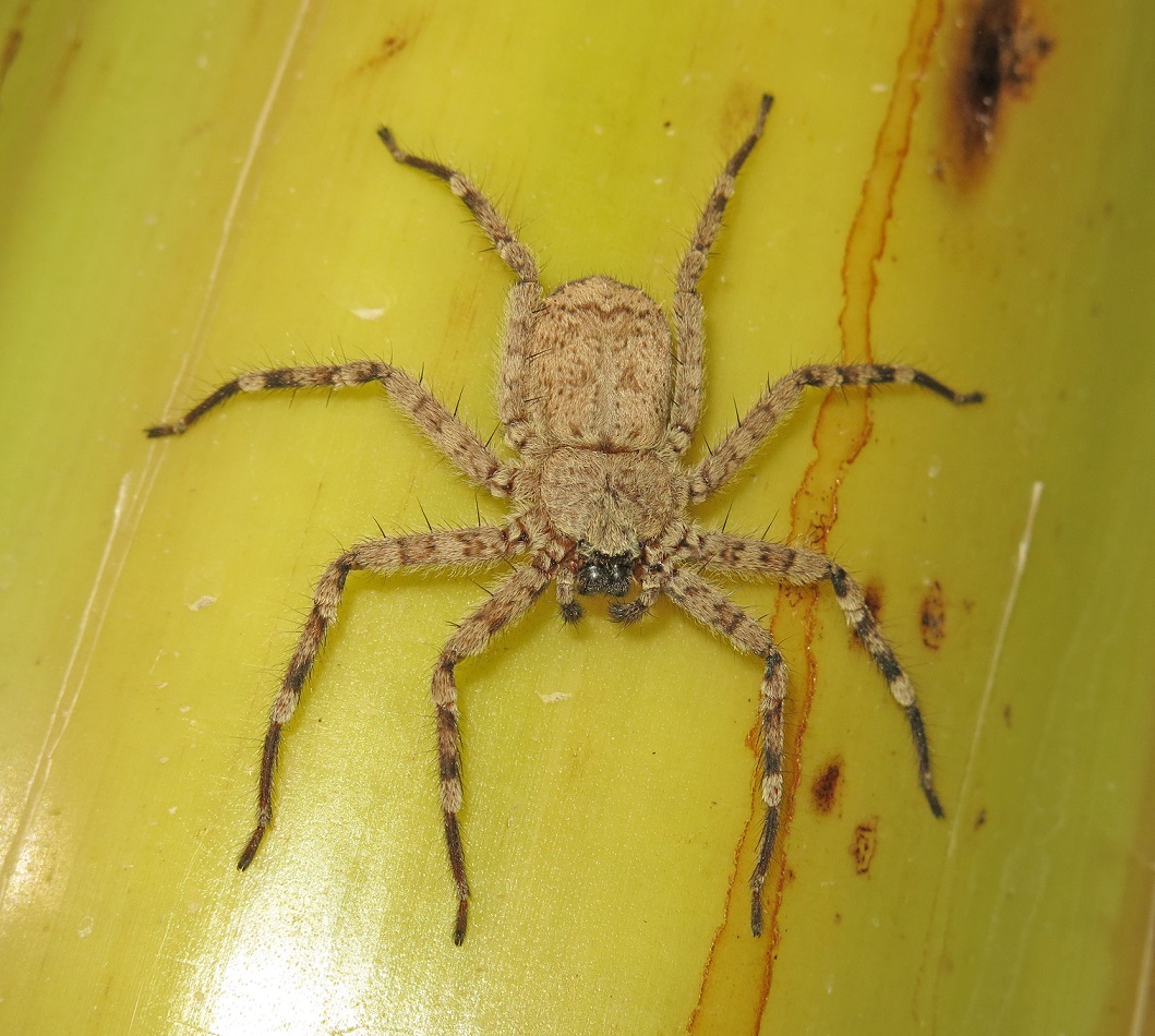 Selenops radiatus Selenops radiatus