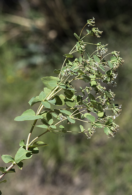 Guardiola platyphylla