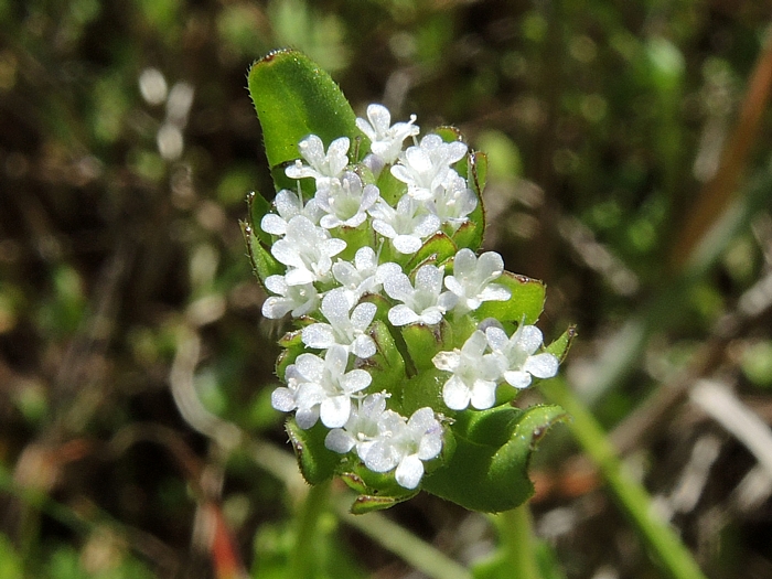 Valerianella locusta Valerianella locusta