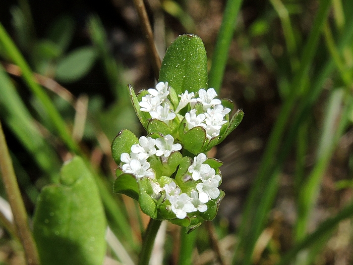 Valerianella locusta Valerianella locusta