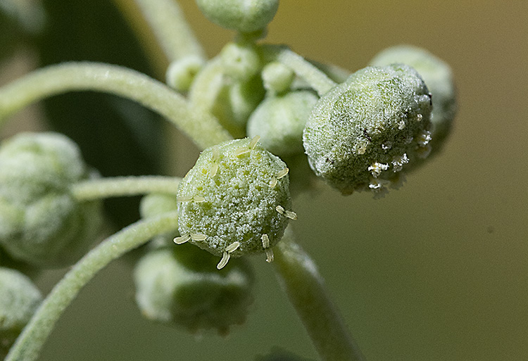 Parthenice mollis