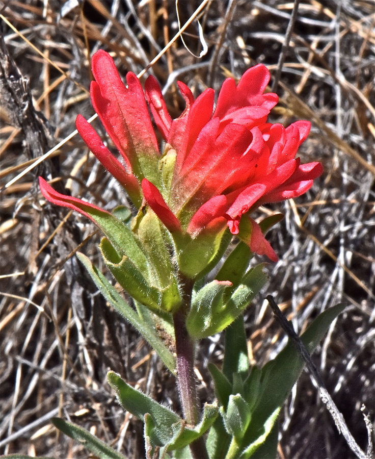 Castilleja angustifolia