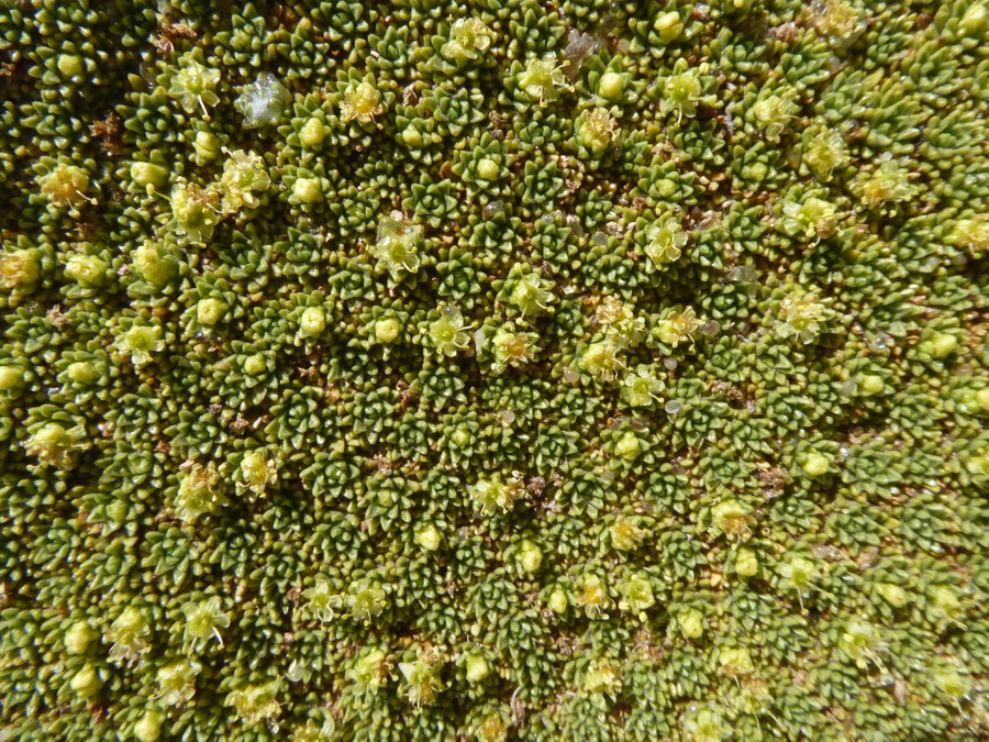 Azorella compacta