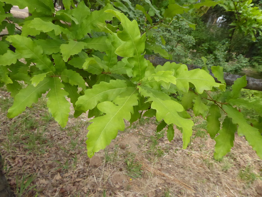 Quercus libani