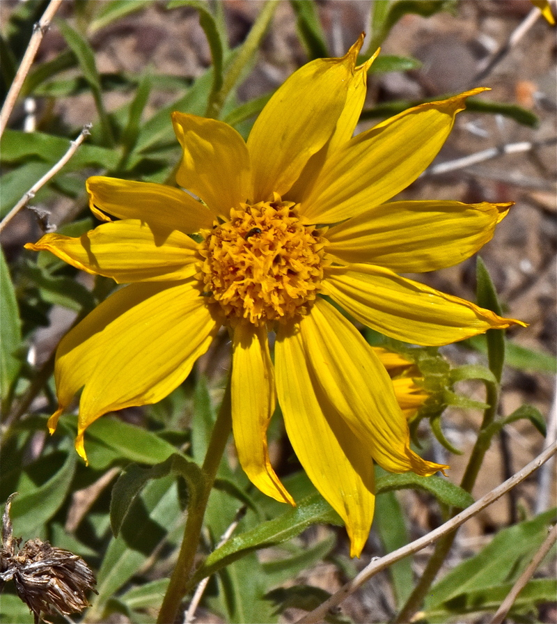 Helianthus cusickii