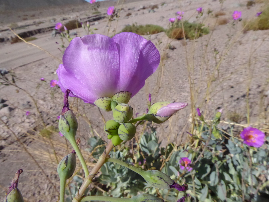 Cistanthe grandiflora
