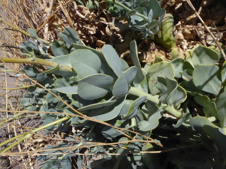 Cistanthe grandiflora