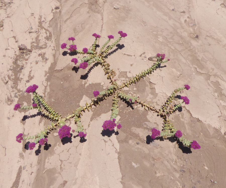 Cistanthe celosioides