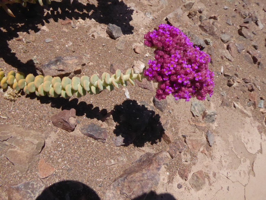 Cistanthe celosioides
