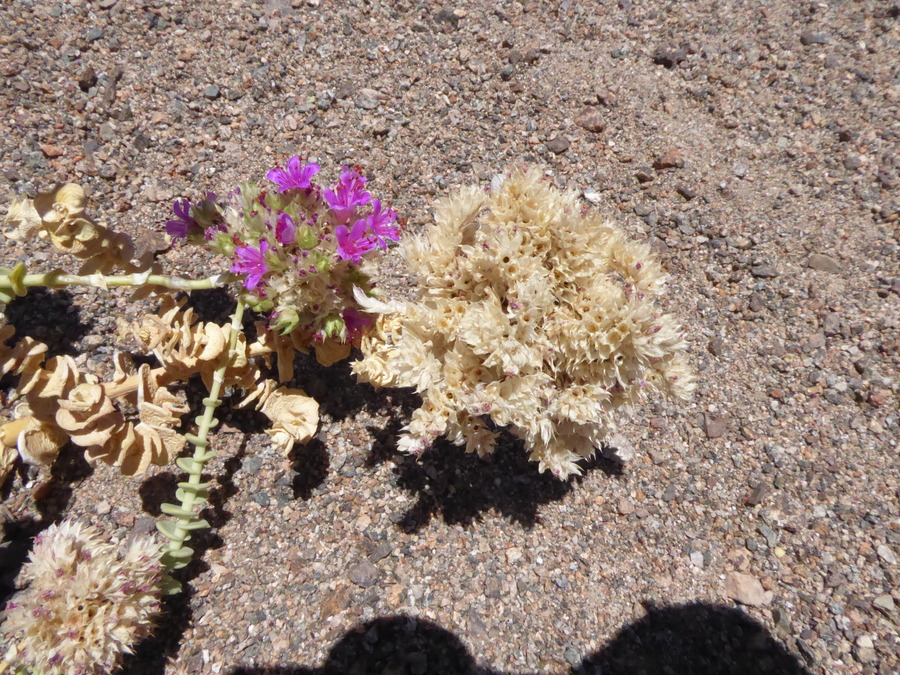 Cistanthe celosioides