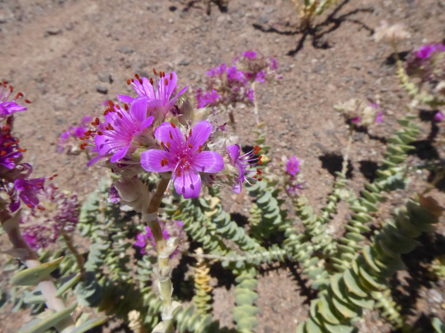 Cistanthe celosioides