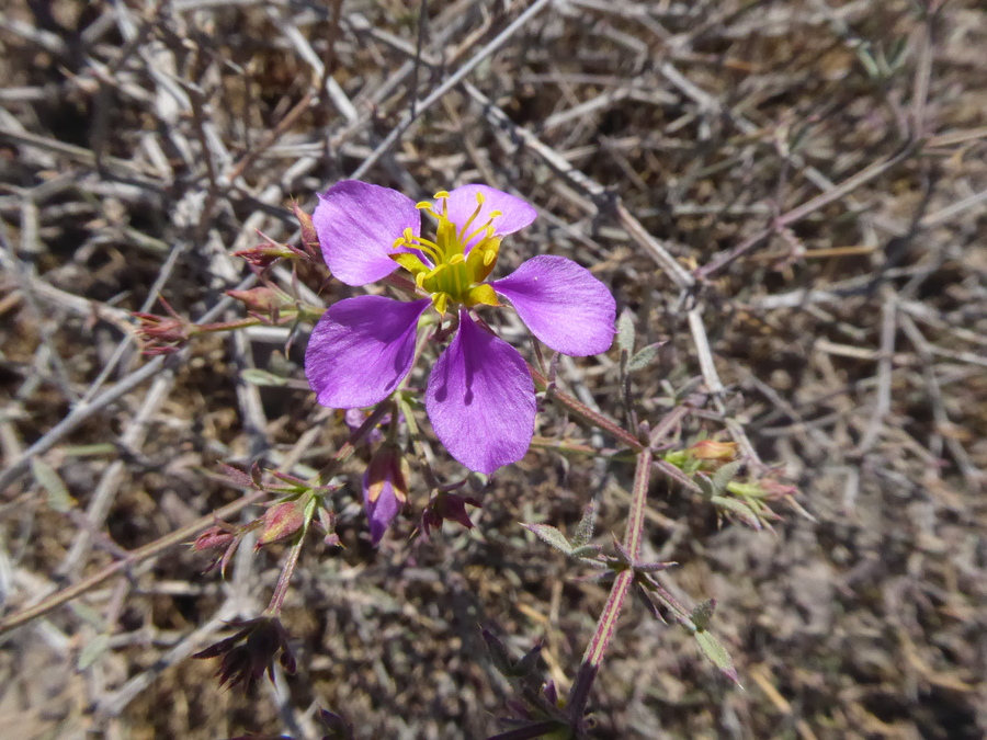 Fagonia chilensis