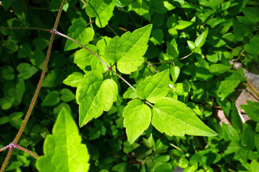 Clematis vitalba