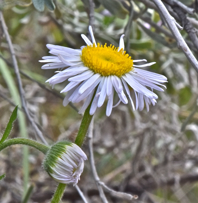 Erigeron pumilus