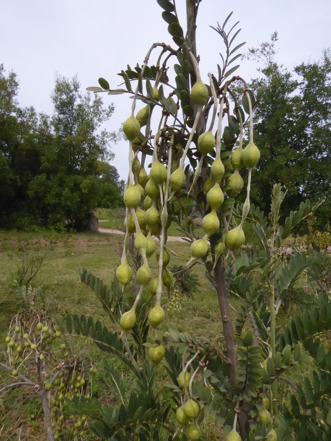 Sophora macrocarpa