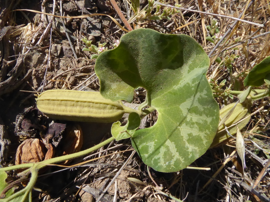 Aristolochia chilensis