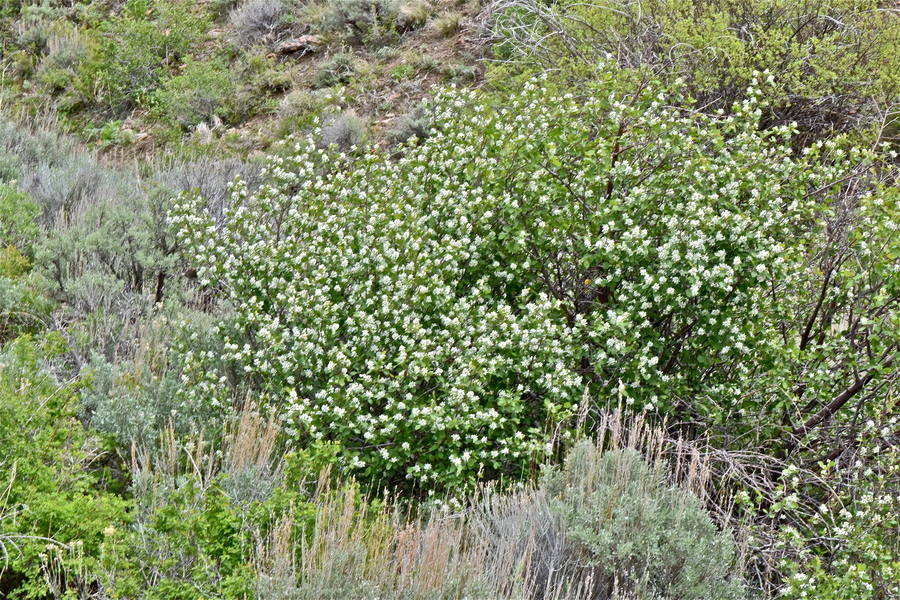 Amelanchier alnifolia var. pumila
