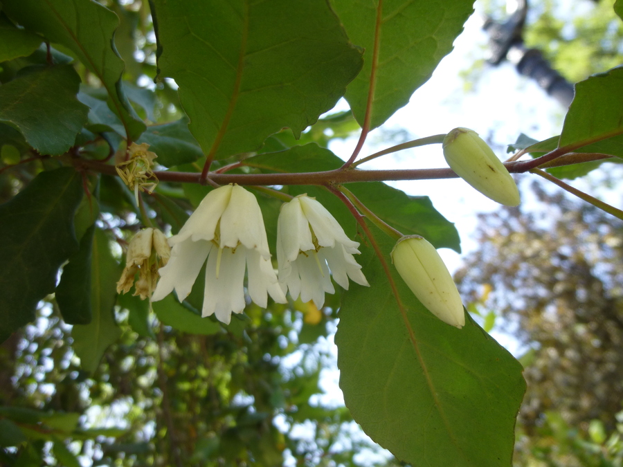 Crinodendron patagua