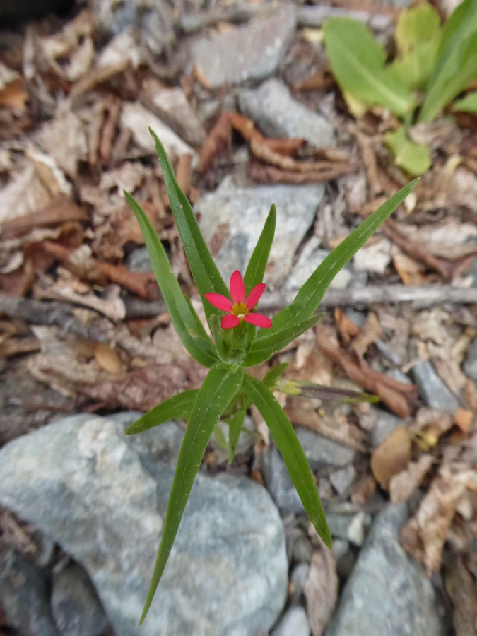 Collomia biflora