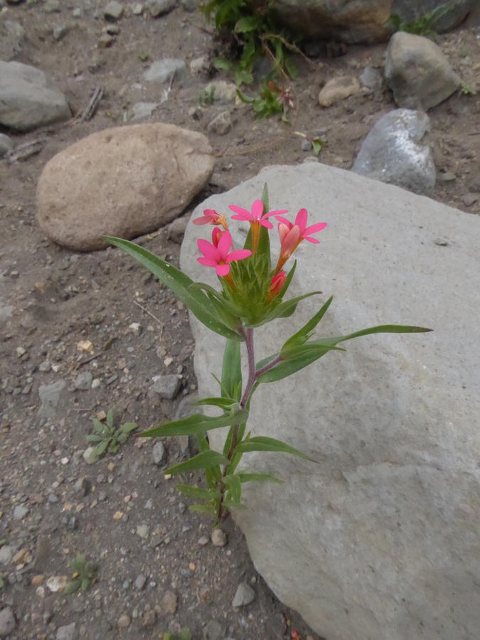 Collomia biflora