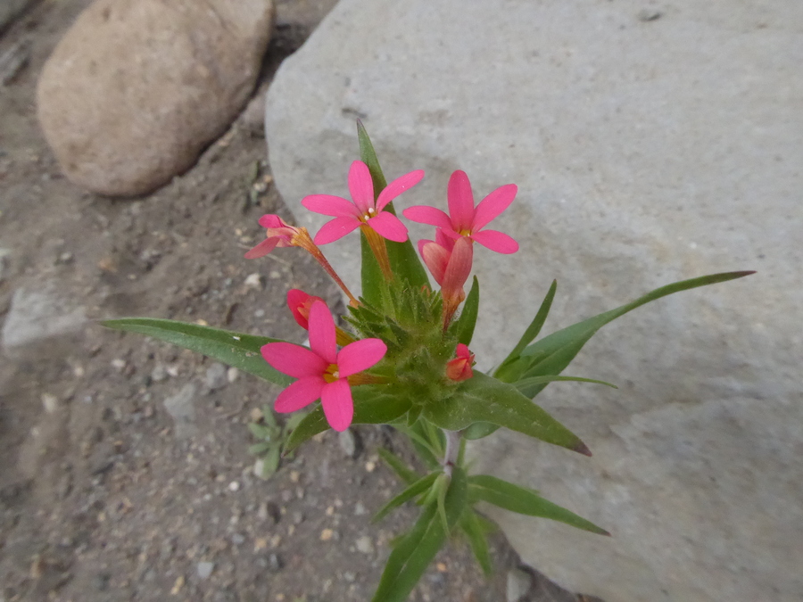 Collomia biflora
