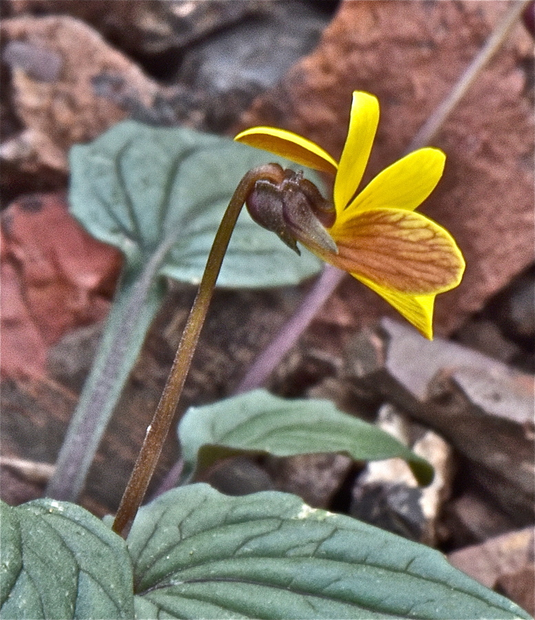 Viola purpurea ssp. venosa