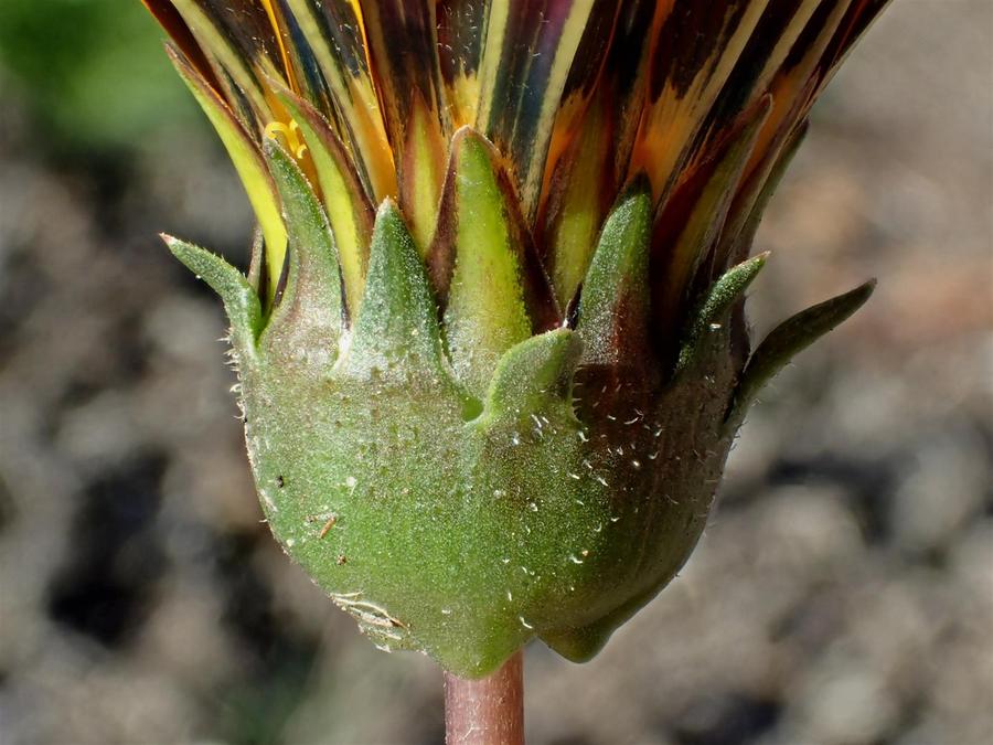 Gazania linearis