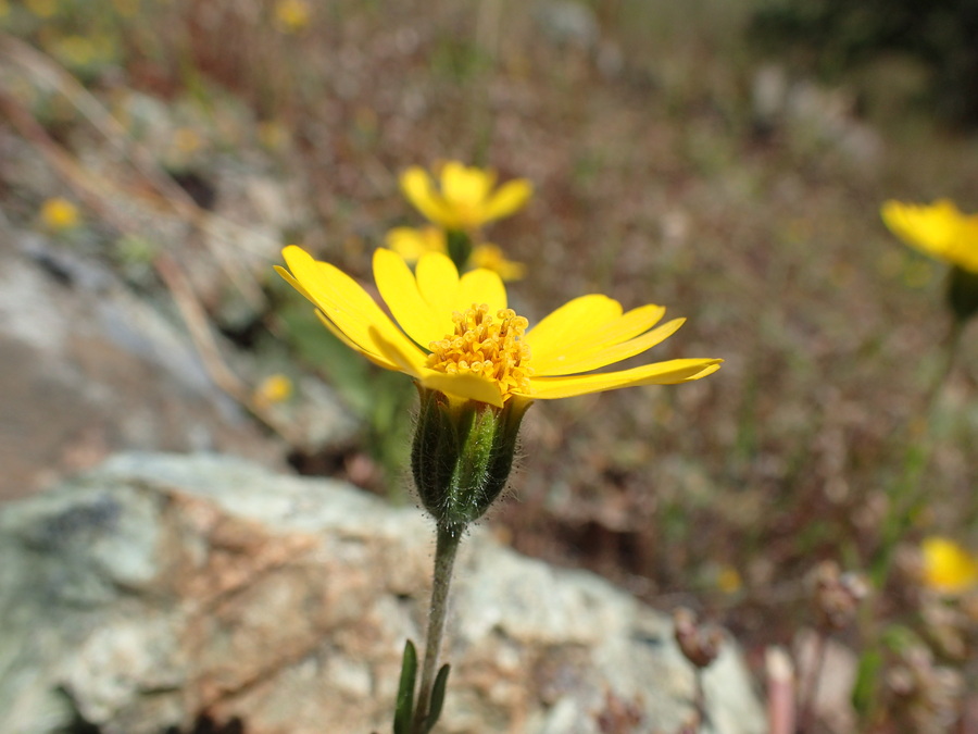 Layia septentrionalis Layia septentrionalis