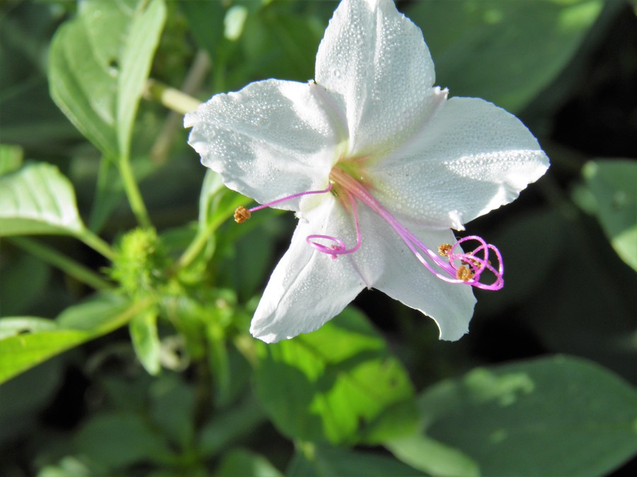 Mirabilis longiflora