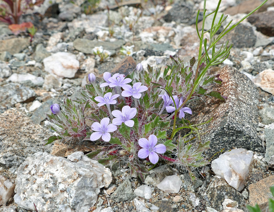 Langloisia setosissima ssp. setosissima