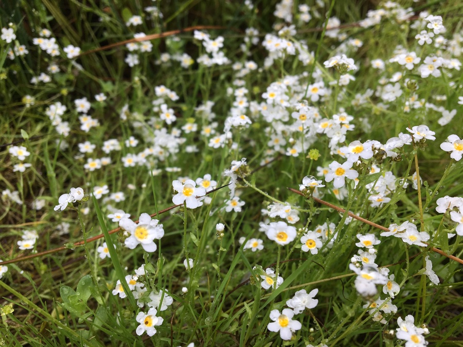 Plagiobothrys chorisianus var. chorisianus Plagiobothrys chorisianus var. chorisianus