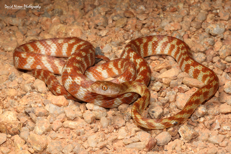 Boiga irregularis Boiga irregularis