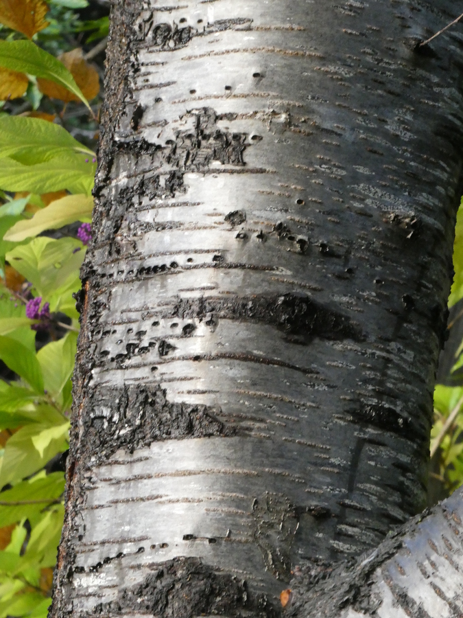 Prunus takasaga-montana