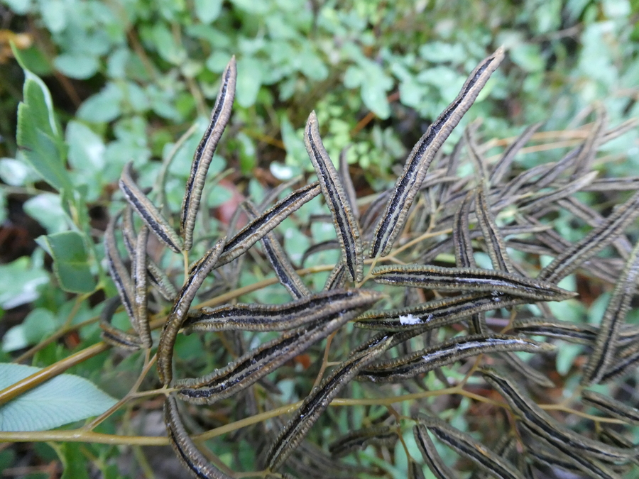 Llavea cordifolia