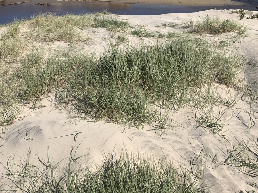 Elymus farctus ssp. boreali-atlanticus Elymus farctus ssp. boreali-atlanticus