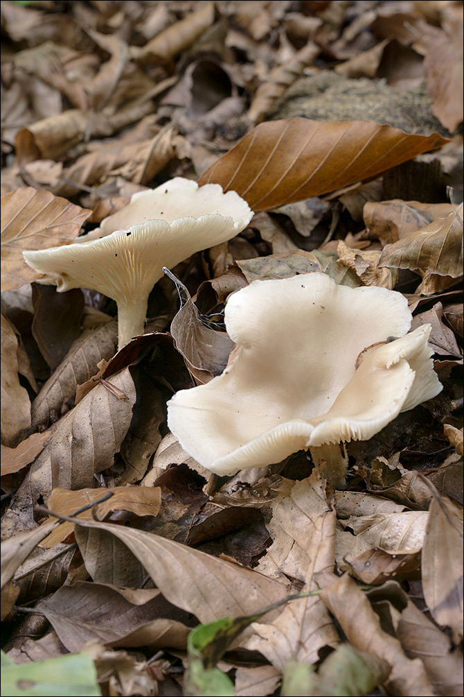 Clitocybe phaeophthalma