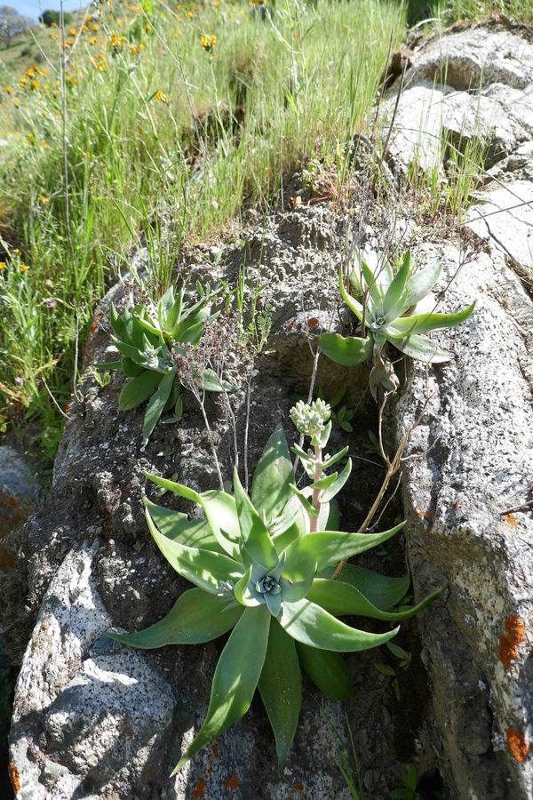 Dudleya lanceolata