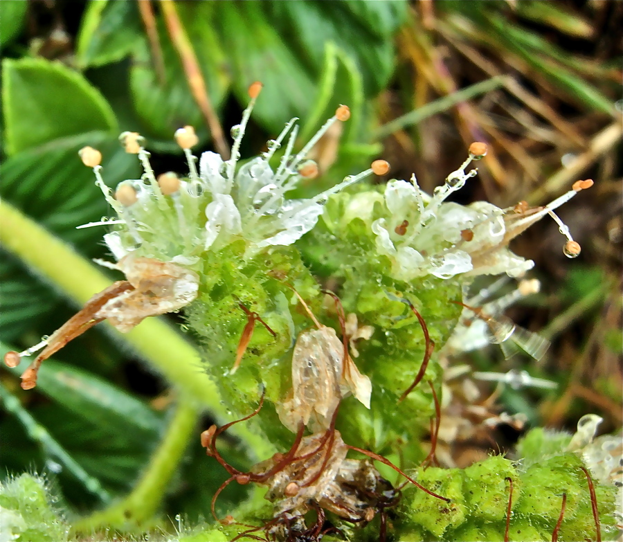 Phacelia argentea