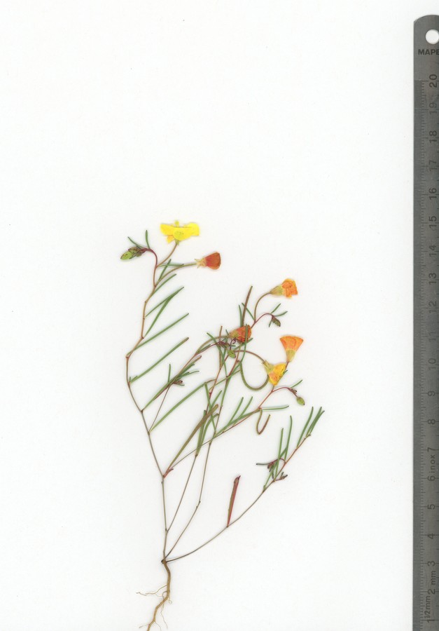 Camissonia campestris ssp. campestris Camissonia campestris ssp. campestris