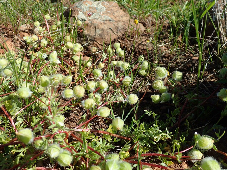 Limnanthes floccosa ssp. floccosa Limnanthes floccosa ssp. floccosa