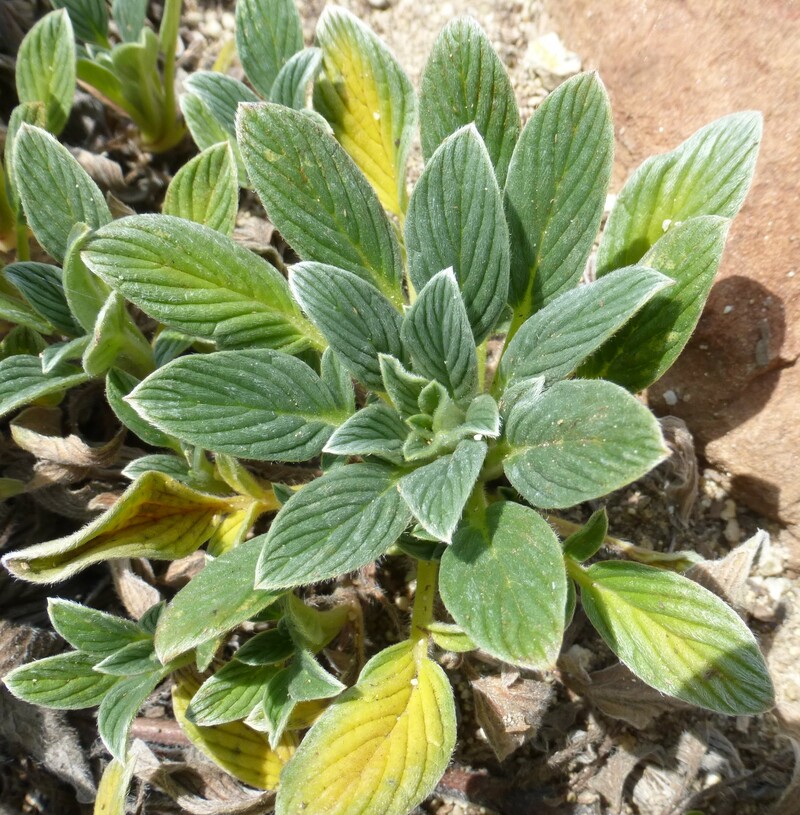 Phacelia argentea