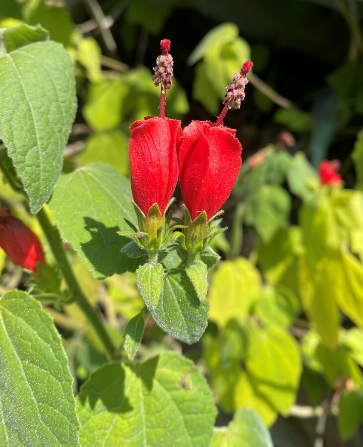 Malvaviscus arboreus