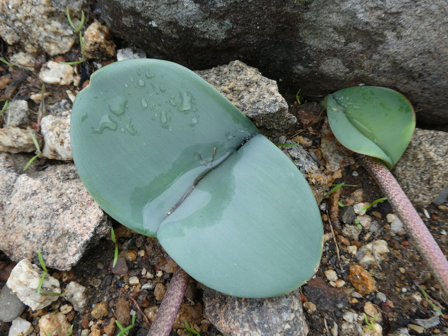 Haemanthus coccineus