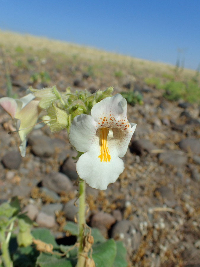 Proboscidea louisianica ssp. louisianica