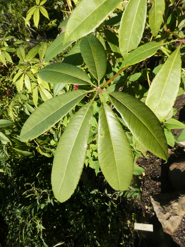 Ceiba speciosa