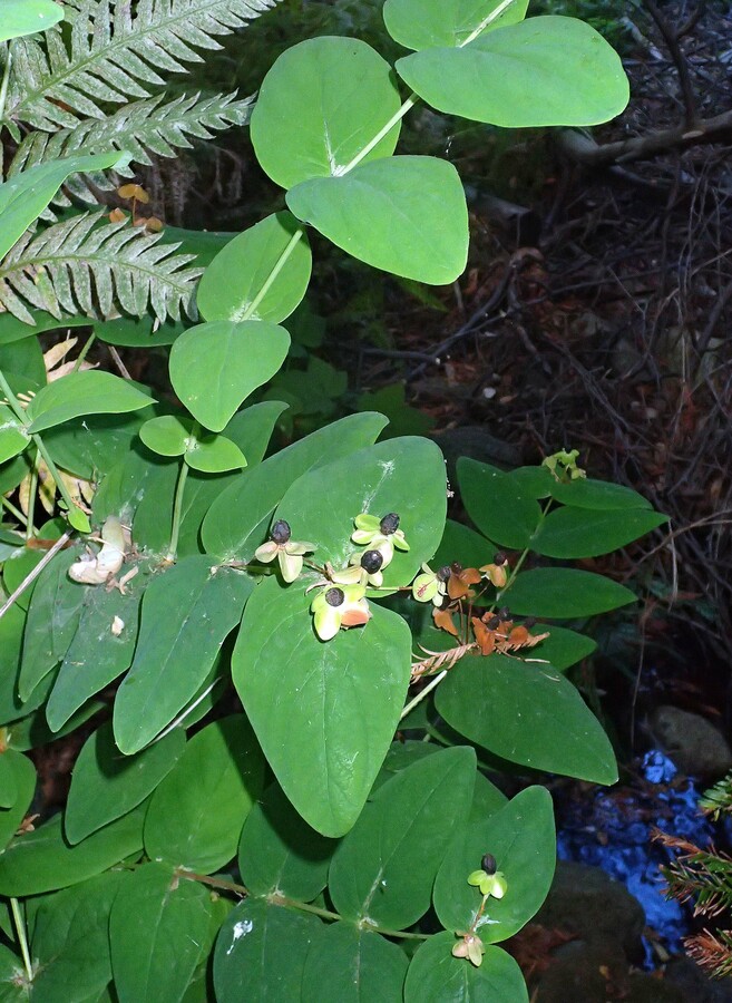 Hypericum calycinum Hypericum calycinum